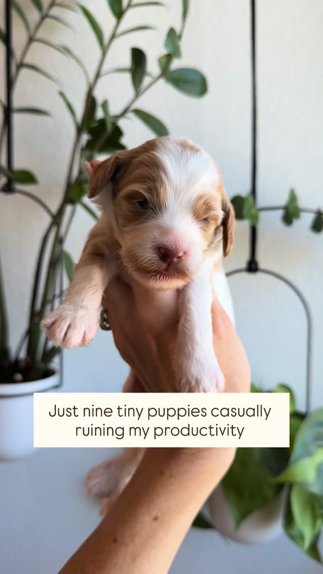 Watching puppies grow never gets old 🤎
Two weeks in and our Coffeehy Collection litter is already changing so much every single day.
The puppies are beginning to transition from the sleepy newborn stage into a more curious and interactive phase, and watching those milestones unfold is always incredibly rewarding.
🤎 Eyes are starting to open
🤎 Tiny tail wags are happening
🤎 Wobbly little steps are getting stronger
🤎 They’re becoming more aware of each other
🤎 Still spending most of the day sleeping & nursing with mama
.
.
.
.
.
.
#minigoldendoodlepuppy #2weeksold #californiagoldendoodles #cutepuppies #goldendoodlesofinstagram