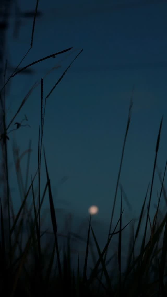 The moon showed up quietly, and somehow, that was enough.
Slow down. Look up. Breathe a little deeper.
#natureheals #slowlife #naturelovers #themoon #outdoorlife