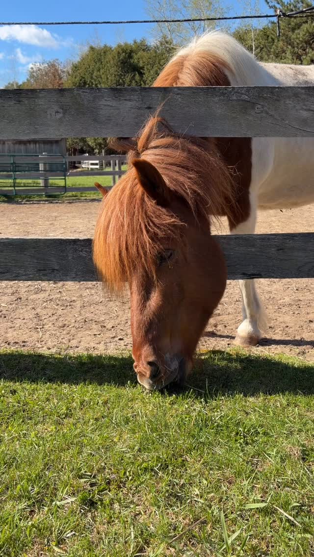 #TrackTipTuesday #TTT there’s always volunteers lined up to help you trim your fence line
Our online course From Paddock to Paradise covers everything you need to confidently build and maintain a track system for your horses, ponies, or donkeys
From Paddock To Paradise | ONTW https://share.google/cEPySQXwzFxSfIIFr
#tracksystem #trackmaintensnce #paddock