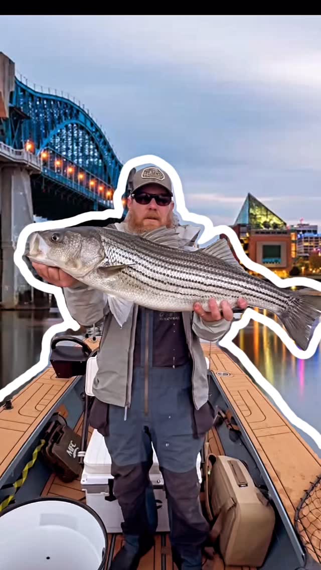 There we was, Downtown Chatt…then, WHAM!
~
#stripedbassonthefly #flyfishtn #flyfishing #thehatchoutfitters #hatchout
