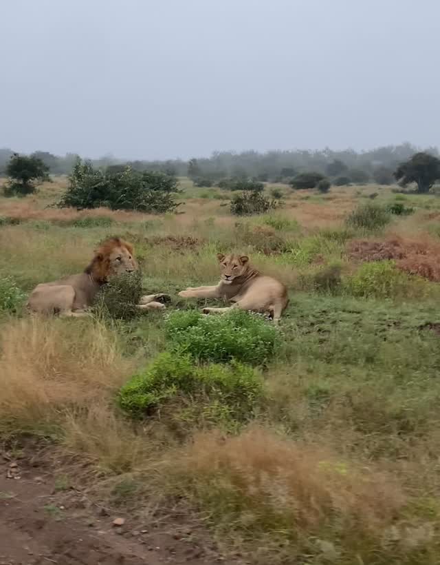 Last weekend it seemed as if all the lions in Kruger were mating. We had this pair all to ourselves on the Roodewal road. What a treat send off on my journey to India for much of the rest of the year. I will miss Africa abundantly, but have already got stuck into conservation challenges here!♥️🦁🦁