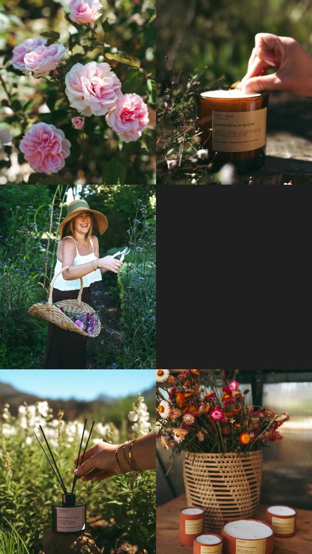 Introducing Constantia in Bloom, the latest addition to the Rekindle Signature Scent Range.
THE SCENT OF MIDSUMMER, OF A GARDEN IN BLOOM.
A heady scent of flowers, growing under the shade of ancient oaks, In the shadow of the old vines. White florals, Summer Sweetpeas and warm oak.
A fresh, elegant blend that turns any moment into a soft reset, like stepping into a flourishing garden, coated in morning dew.
Campaign shot by @robynchloe_photography in the magical garden of @susie_leblond_flourish_farm
Available to purchase now in the full Rekindle product range.
Shop on our website. We courier nationally. Link in bio.
🌸🌸🌸🌸🌸🌸🌸🌸🌸🌸🌸🌸🌸🌸🌸🌸🌸🌸🌸