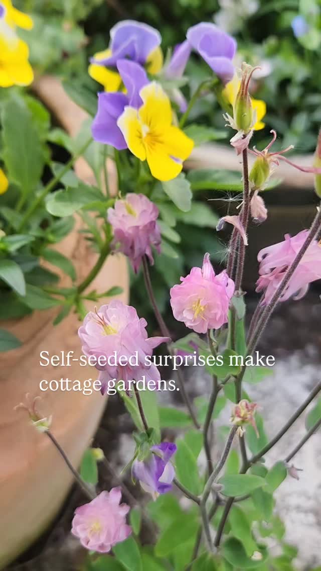 I’m constantly telling my husband not to “tidy up” the edges of the paths or pull seedlings out of the gravel because half the time they turn out to be something lovely that has self-seeded
To him, it’s all just weeds. He genuinely cannot tell the difference between grass and an Ammi seedling, or an aquilegia and a dandelion. 🫣
But these little self-seeded surprises are one of my favourite things about cottage gardens.
- Pam x