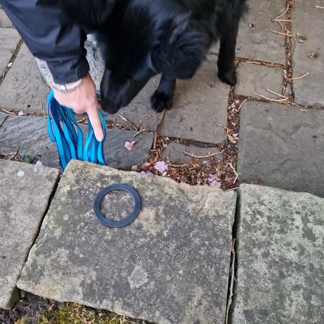It was like #puppy night #mantrailing in #macclesfield tonight! What a lovely bunch of cockerpoos, two under a year and one year and a half, complemented perfectly by our under one year old GSD!
Team Tilly completed 2 lovely trails learning new skills and dealing with backtracks and static scent articles. They worked through the inevitable evening distractions and remained calm and focused throughout. Lovely trails Team Tilly ❤️ 👏 👌
Walter is just a wee puppy under 6 months but set the bar very high for the cockerpoos! His focus on ground scent was brilliant and his confidence approaching his runners, brilliant. A really fantastic start from Team Walter 👏 👌 👍
Team Max rose to the challenge and although a little older is still a young boy. No lack of confidence for this lad either and although he has a slightly different style, his accomplishment was as great. Another great start, well done Team Max 👏 👍 🙌
Norman is just a year and a half, so still young and had no problem meeting the success of the other cockerpoos! By their final trail it was nose to the ground and on a mission to find their hidden person. Another wonderful start for this lovely team. Well done Team Norman 👏 👍 👌
It was so lovely to introduce these lovely teams to trailing tonight and great weather for it too!
We're at #styal on Wednesday and look out for available sessions at www.dogtrailing.co.uk/book