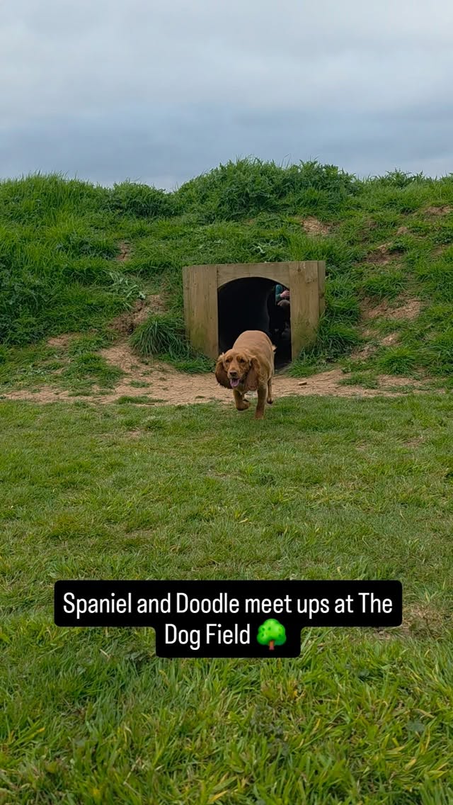A few pics of the Spaniel and Doodle meet ups on the weekend at The Dog Field π³ A great success and everyone enjoyed it.
Looking forward to next weekend for more fun with...Dachshund, Retrievers and Labrador meet ups. β€οΈπ