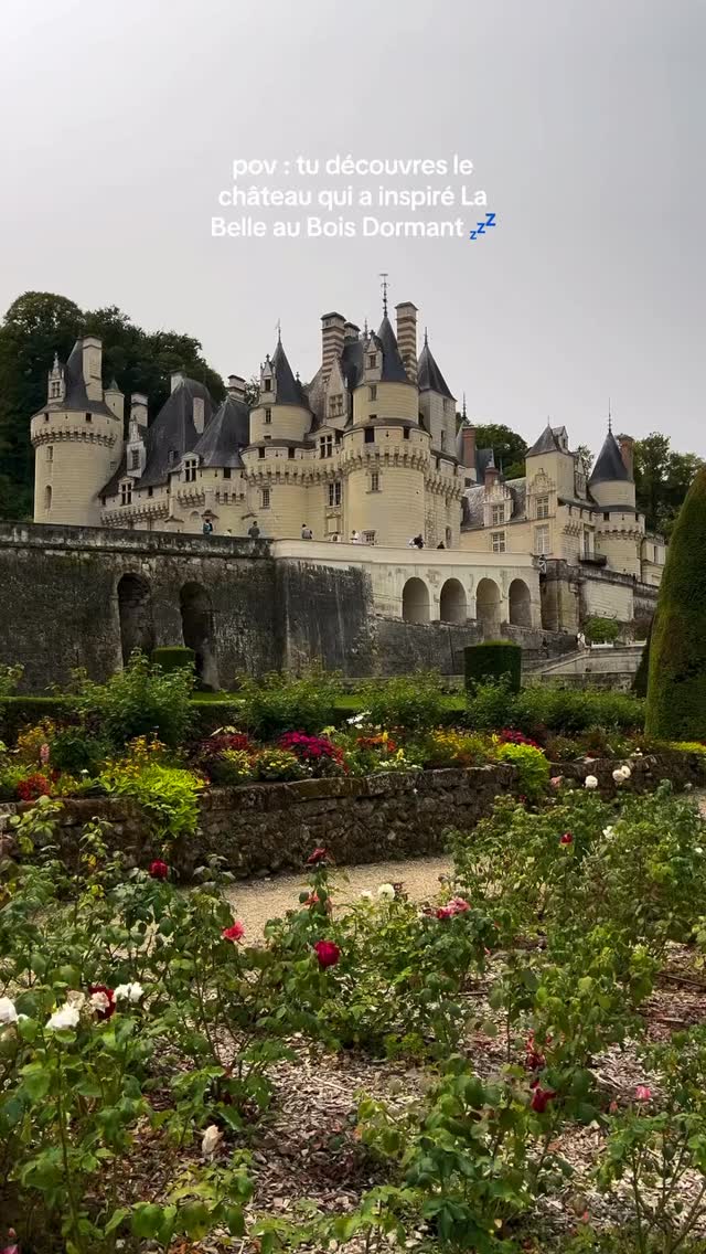 Great story by @carnet_dhistoire
📍Château d’Ussé, Indre-et-Loire, France
Charles Perrault, visited the castle then in 1697 he wrote the sleeping beauty 🏰💕🧚🏻♀️
@chateau_d_usse
🔸
🔸
🔸
#labelleauboisdormant #belleauboisdormant #sleepingbeauty #castlesleepingbeauty #chateauussé
