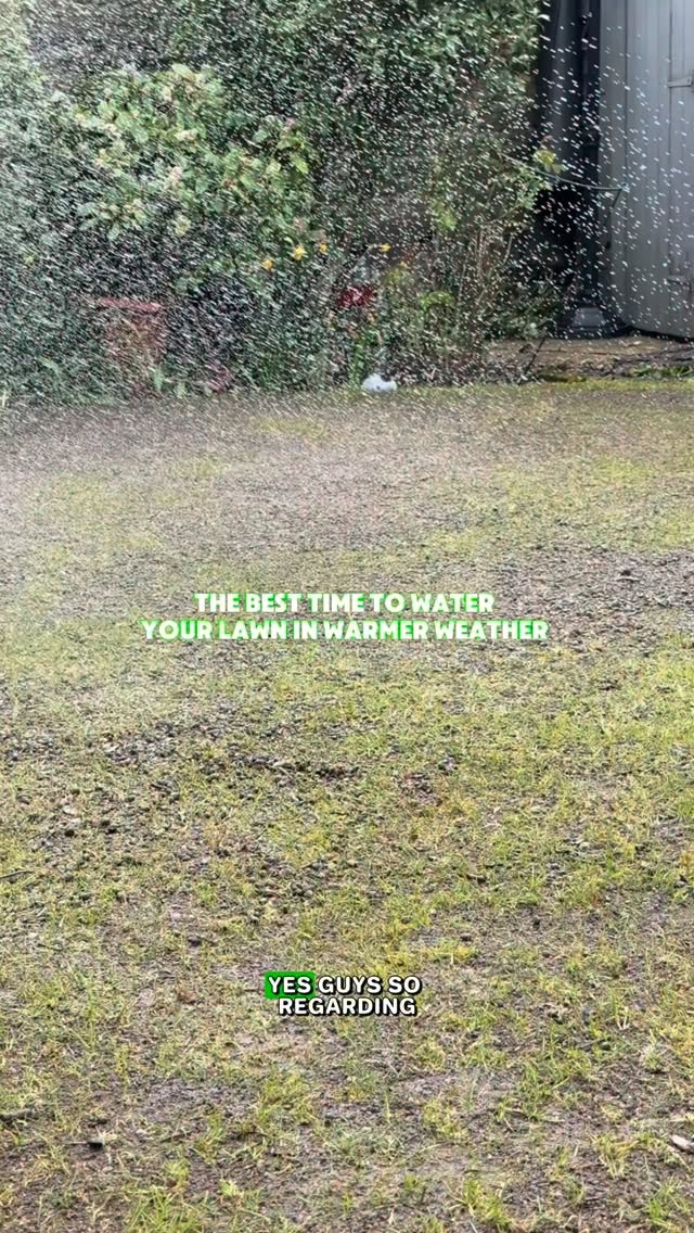 Your lawn feels the heat too ☀️ The best time to water in hot weather? Early morning and evening. Morning watering gives the roots time to absorb moisture before the sun gets intense, while evening watering helps the lawn recover after a hot day.