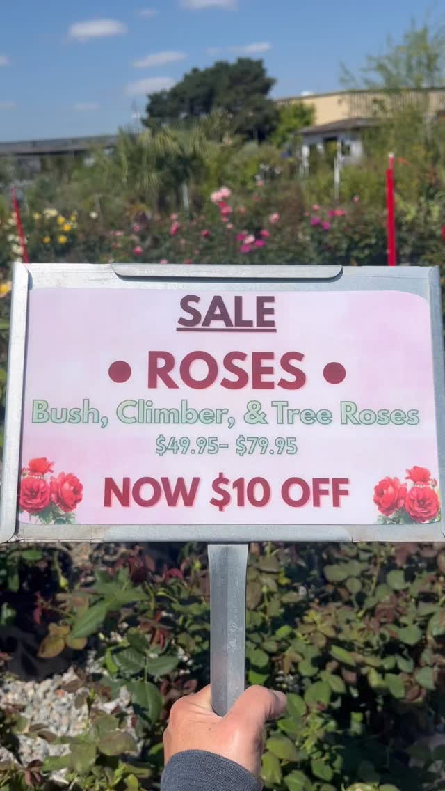 🌹 ROSE SALE 🌹
Bush, tree & climbing roses are all $10 OFF!
We have an impressive inventory of all types of roses. There’s something for everyone. Not to mention how gorgeous it is out there! It’s a perfect spot to snap a couple of selfies too. 📸