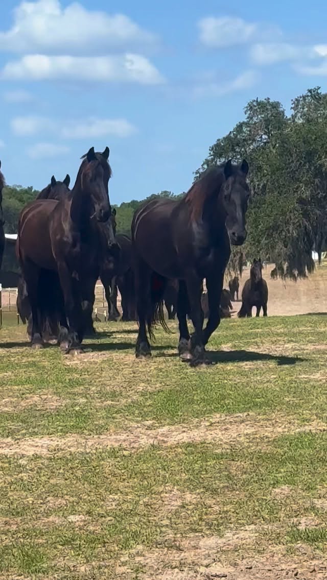 This is not AI.
It’s nature.
It’s real.
It’s majestic.
And these are the kinds of experiences that will never be replaced!
#ranchoreposo #thingstodoinocala #friesanhorse #experiences #natureheals