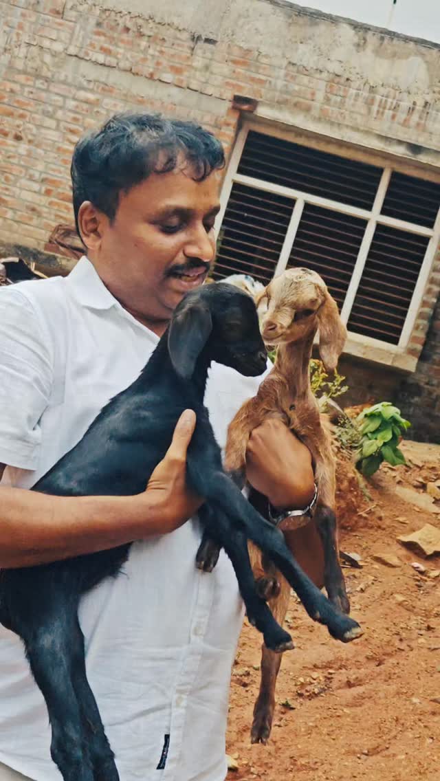 Pure joy in both hands. 🐐❤️
Two little bundles of happiness, one big smile, and a moment that says it all. 🌿✨
#SimpleJoy #VillageLife #GoatLove #PureHappiness #NatureMoments InstaReels