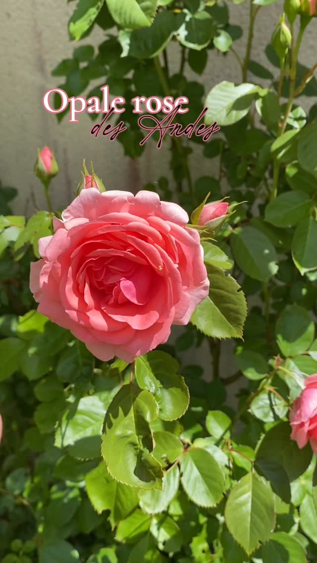 🎀BONJOUR JOLIES ÂMES 🙌🏼
🩷Ce matin je voulais vous partagez ces tendres opales roses …
🌸On dit de l’Opale Rose qu’elle est la pierre de la guérison du cœur. Que ce soit pour apaiser le stress, favoriser un sommeil serein ou simplement s’apporter un peu de bienveillance, sa vibration est d’une tendresse infinie.
💗Votre mantra pour aujourd’hui : « Je suis digne de tendresse et de paix. Mon esprit s’apaise, mon cœur rayonne. »
🌸Si vous deviez en choisir une, vous choisiriez laquelle jolies âmes ?
🛍️Bientôt disponible sur le site www.unautrecristal.com
💍Les bagues sont réglables, en cuivre blanc ( 3 couches d’argent ).
🧼Évitez un contact prolongé avec l’eau, les produits chimiques et à garder dans votre plus belle boîte à bijoux. 👛
