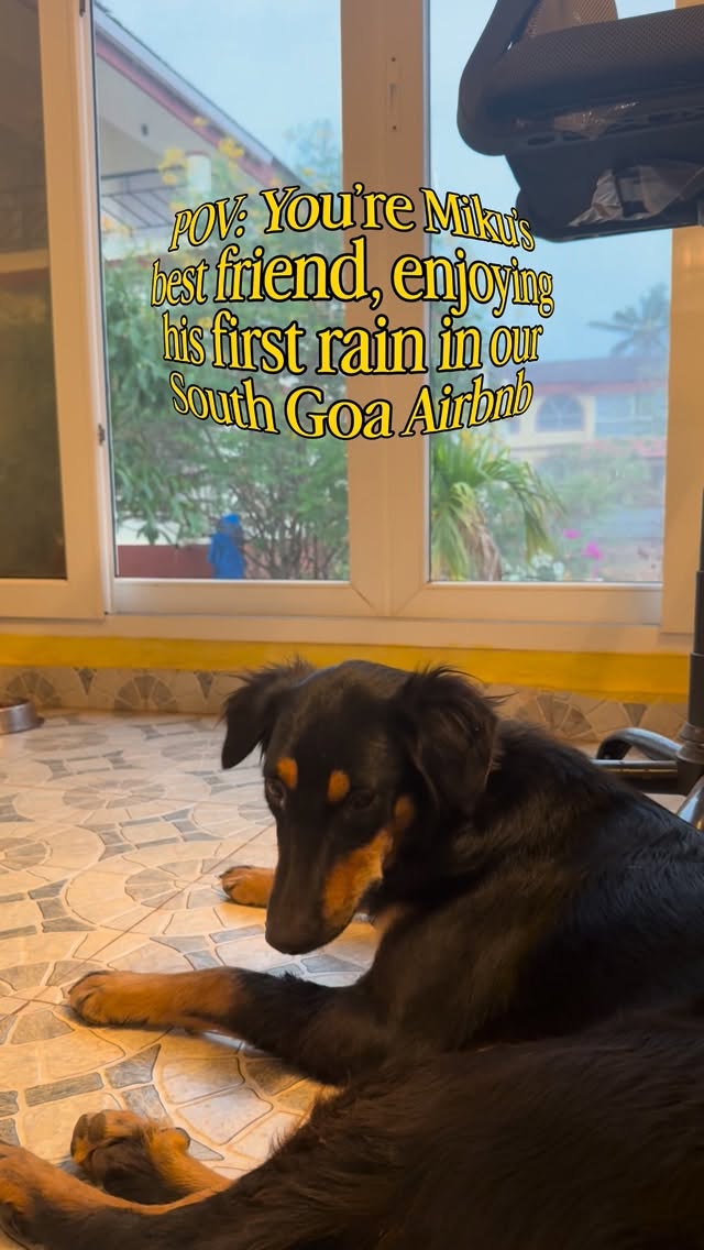 Pov : you came to goa to find yourself, but Miku found you first 🤭
#southgoa #goaairbnb #airbnb #travel #airbnbdogs