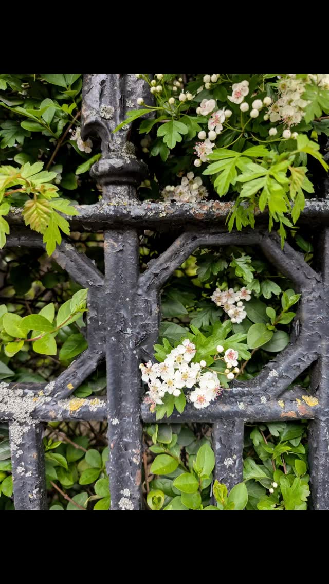 When wildflowers sneak into the city... Fences and railings become impromptu trellises!
-
-
#UrbanFlora #Wildflowers