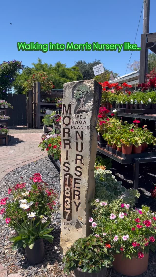 Thank you for shopping with us at Morris Nursery. When you support small businesses, you’re supporting your community!
Visit us at 1837 Patterson Rd in Riverbank.
We are open everyday til 5pm