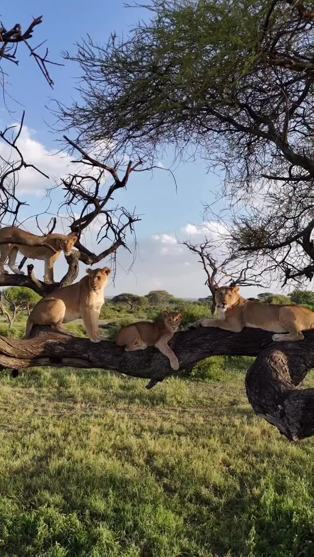 Rare encounter in the wild
Tree-climbing lions are a true safari surprise, a moment few travelers get to witness in nature.
Tanzania never stops amazing.
Explore the wild with Wenzi Travel.
📧info@wenzitravel.com
🌐wenzitravel.com