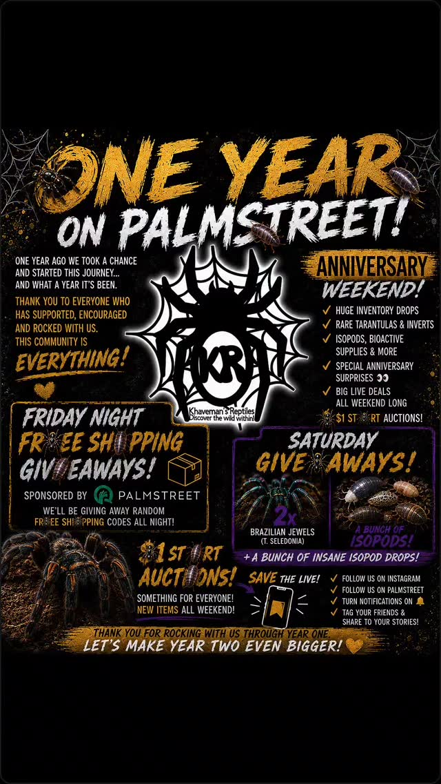🎉 ONE YEAR ON PALMSTREET 🎉
One year ago we took a chance and started this journey… and what a year it’s been.
From late night packing sessions, nonstop lives, mystery events, and building one of the strongest invert communities around — none of this would’ve been possible without all of YOU. 🖤🕷️
This anniversary weekend is more than just another live… It’s a celebration of the community that helped build Khaveman’s Reptiles into what it is today.
🔥 Anniversary Weekend Features 🔥
• Huge inventory drops
• Rare tarantulas & inverts
• Isopods, bioactive supplies & more
• Special anniversary surprises 👀
• Big live deals all weekend
• 🕷️1 St🪲rt Auctions
• Fr🕷️ee Sh🪲pping “surprises” Friday night sponsored by Palmstreet 👀
• Saturday: TWO Brazilian Jewels (T. seladonia) + A bunch of insane isopod drops 😈
📲 S🕷️VE THE LIVE using the link in bio/story!
(100 saves unlocks extra discounts during the live 👀)
✔️ Follow us on Instagram
✔️ Follow us on Palmstreet
✔️ Turn notifications on 🔔
✔️ Tag your friends & share to your stories
Thank you all for rocking with us through year one.
Let’s make year two even crazier 🔥
#Palmstreet #KhavemansReptiles #Tarantulas #Isopods #Bioactive