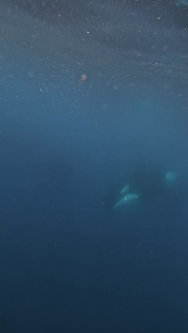 THE apex predator being playful.
Encuentro con Orcas en La Ventana, BCS.
#safari #marinesafari