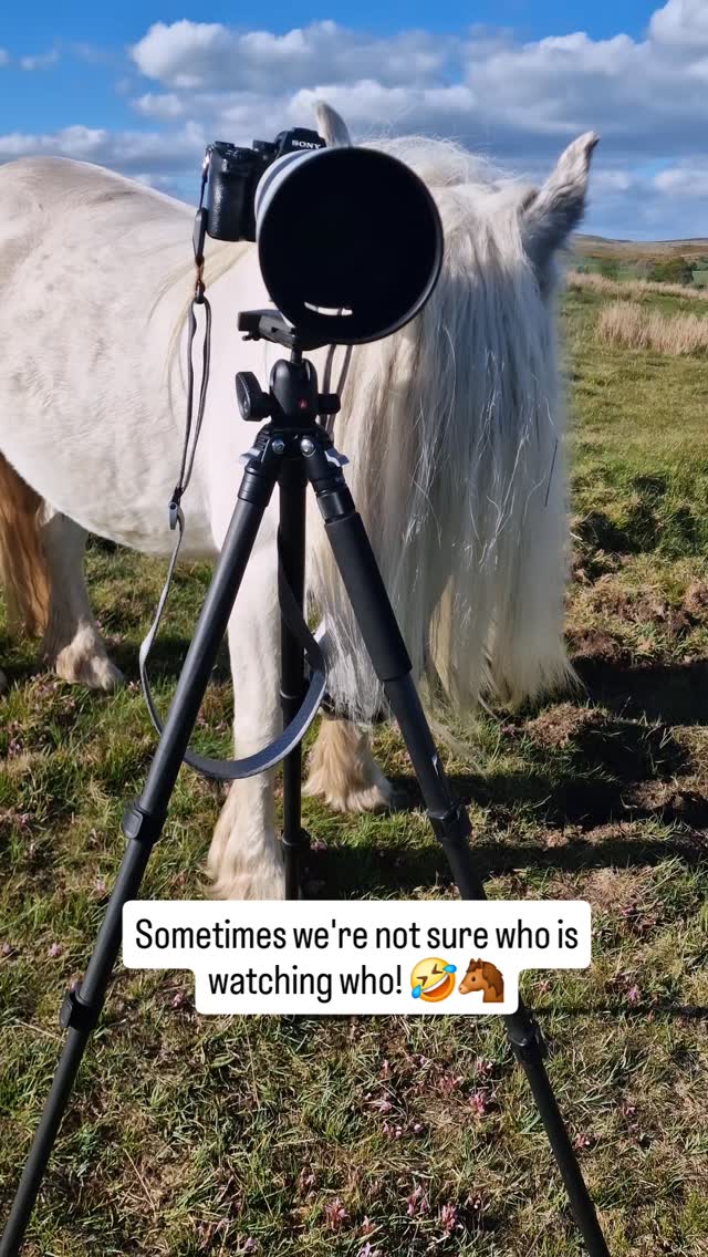 Sometimes I'll head to the back gate of The Green with a camera just because the light is right and you never quite know what you'll see, but I think our neighbours the ponies know now the camera wont hurt them and they're getting curious! Aren't they just gorgeous though! 😍