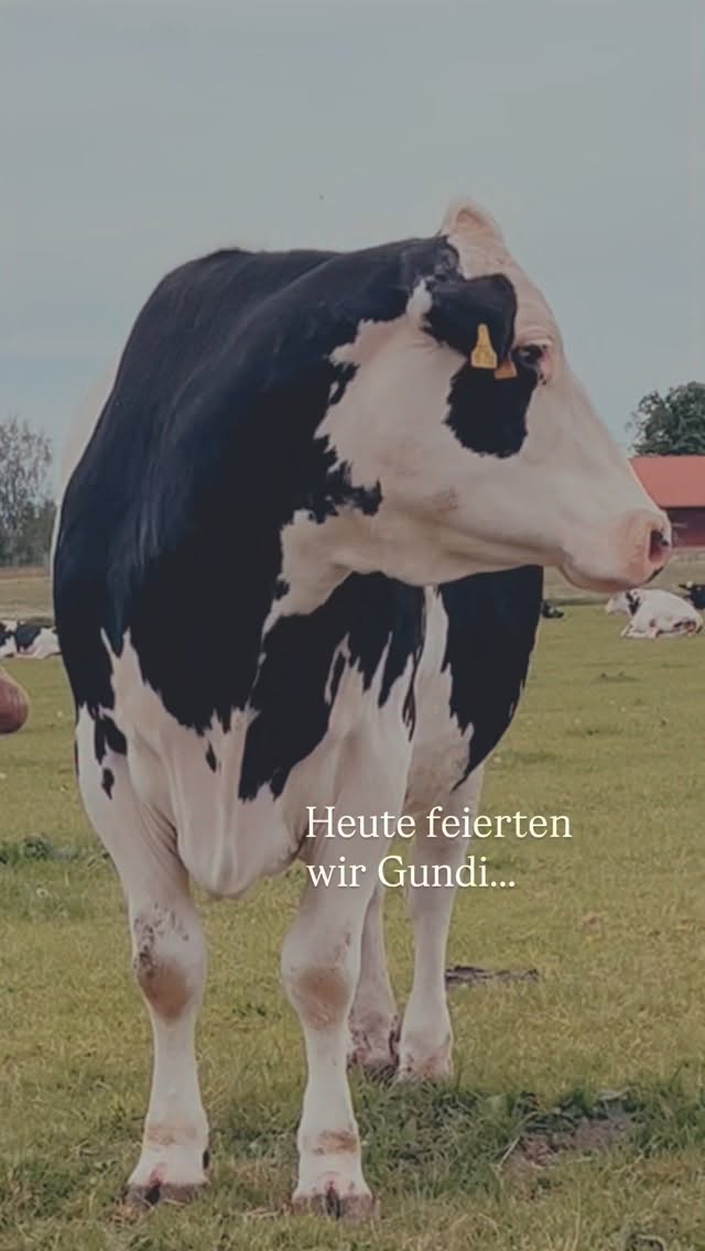 Heute durfte Gundi ihren 14. Geburtstag feiern.
Und eigentlich hätte sie heute auch Muttertag feiern dürfen.
Doch keines ihrer Kinder ist mehr bei ihr.💔
Man hat sie ihr genommen. Eins nach dem anderen.
Wie so vielen Kühen. Still. Selbstverständlich. Kaum jemand denkt darüber nach.
Und trotzdem steht Gundi heute auf ihrer Weide.
Sanft. Friedlich. Stark.
Mit diesen ruhigen Augen, die schon so viel gesehen und verloren haben.
Vielleicht sollten wir an so einem Tag nicht nur Geburtstag feiern.
Sondern auch die Stärke einer Mutter.
Die lieben konnte.
Die trauern musste.
Und die trotzdem nie aufgehört hat, freundlich zu sein.
Heute feiern wir Gundi.
Nicht nur für ihre 14 Jahre.
Sondern für ihre Kraft weiterzuleben, obwohl man ihr das Wertvollste genommen hat:
ihre Kinder 🐮💔
Happy Birthday and Mother’s Day! ❤️
#lebenshof #kuhklang #govegan #happybirthday #mothersday
