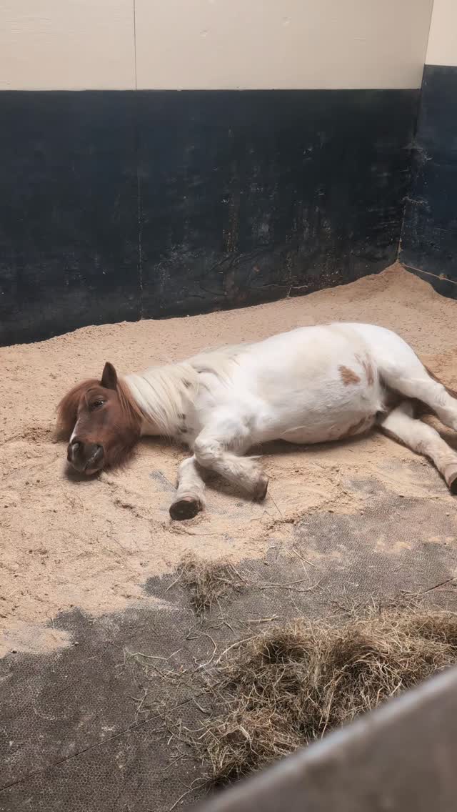 Sunday reset in progress… do not disturb 😴
.
.
.
#shetlandpony #sundayvibes #equestrianlife #farmlife #WeekendMood