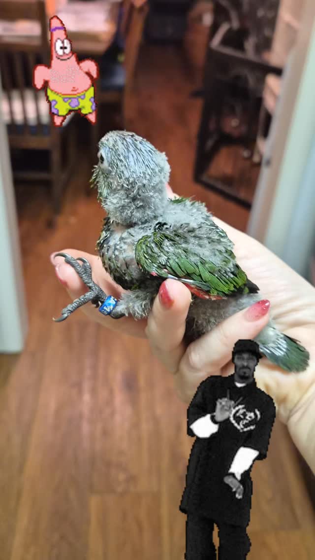 ππ
#conuresofinstagram #blackcappedconure #parrotlovers