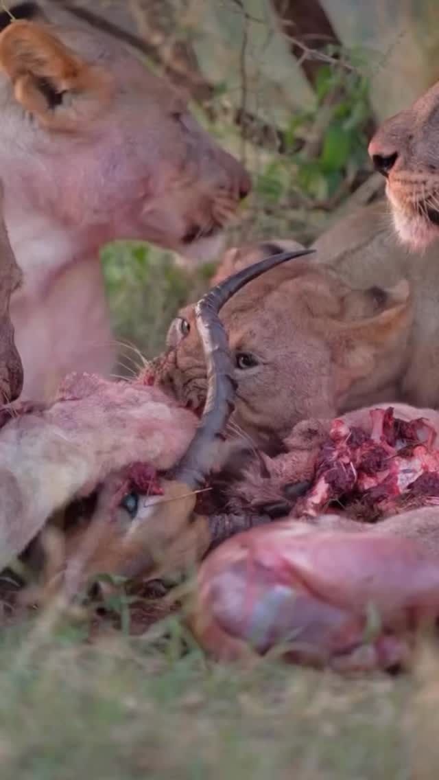 Tanzania Safari Predator Action: Lions Feeding in the Wild
A powerful scene in Tanzania — a pride of Lion feeding after a successful hunt.
In the wild, every hunt is about survival. These real and natural moments show the true balance of nature and the strength of Africa’s top predators.
Seen in places like Serengeti National Park, this is the true meaning of an authentic safari experience.
✨ Witness the wild side of Tanzania safari!
📲 https://wa.me/255744391567
🌍 www.meilleurtours.com
#MeilleurTours #TanzaniaSafari #WildlifeExperience #AfricanSafari #ExploreTanzania