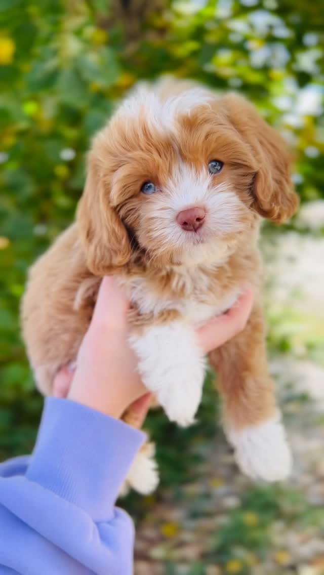 How could you not fall in love? ๐
Jellybean (now Ziggy) one of our past F1 Cavapoos is living his best life with our friends @wonderful_world_doodles! We canโt wait to have more Truffles puppies later this year!