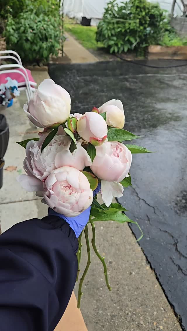 Happy Saturday Beautiful People. Whhhheeewwww your girl is beat. Deliveries all day and I'm exhausted. However, I am also deliriously happy to be sharing blooms with our community and deserving Mom's. It's really special to be apart of celebrations, special occasions and making people happy. So this weekend was mission accomplished. ✔️✔️ Hope you are able to celebrate that special mom, friend, aunt, neighbor or whomever you would like to honor for their impact, presence, value, and created memories you hold precious. And for those who have lost a mom and this year might be tough, I'm hoping you allow yourself some grace, remember the treasured times and find something, somewhere, some place place that makes you feel peaceful. 🙏🏽💐👩🏽🌾🙋🏽♀️✔️✔️