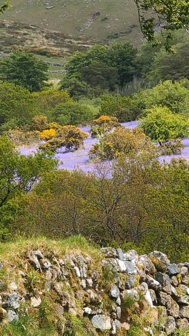 How stunning are the views of these bluebells from our fields 😍❤️
#bluebellseason #wildflowers #CountrysideCharm #dartmoornationalpark #holidaycottagesuk