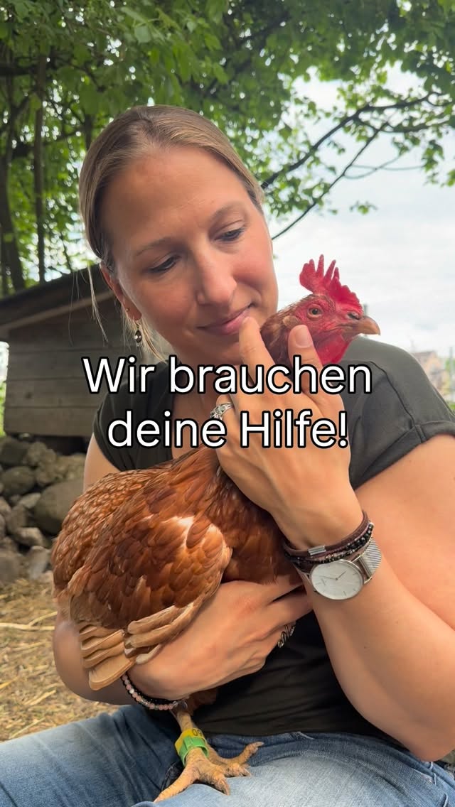 Am Samstag, 11. Juli 2026 suchen rund 700 Legehennen ein liebevolles Zuhause. ♥️🐓
Sie haben ihr bisheriges Leben für Eier gegeben – jetzt wünschen wir uns für sie sichere Plätze, wo sie endlich Huhn sein dürfen.
Wenn du einige Hennen aufnehmen kannst, melde dich bitte über unsere Homepage:
www.lebenshof-sinulay.ch
➡️ Link in der Bio
Wichtig: Die Hühner können nur innerhalb der Schweiz vermittelt werden.
#adoptdontshop❤️ #tierliebe #hühnerliebe #lebenshof #hühner