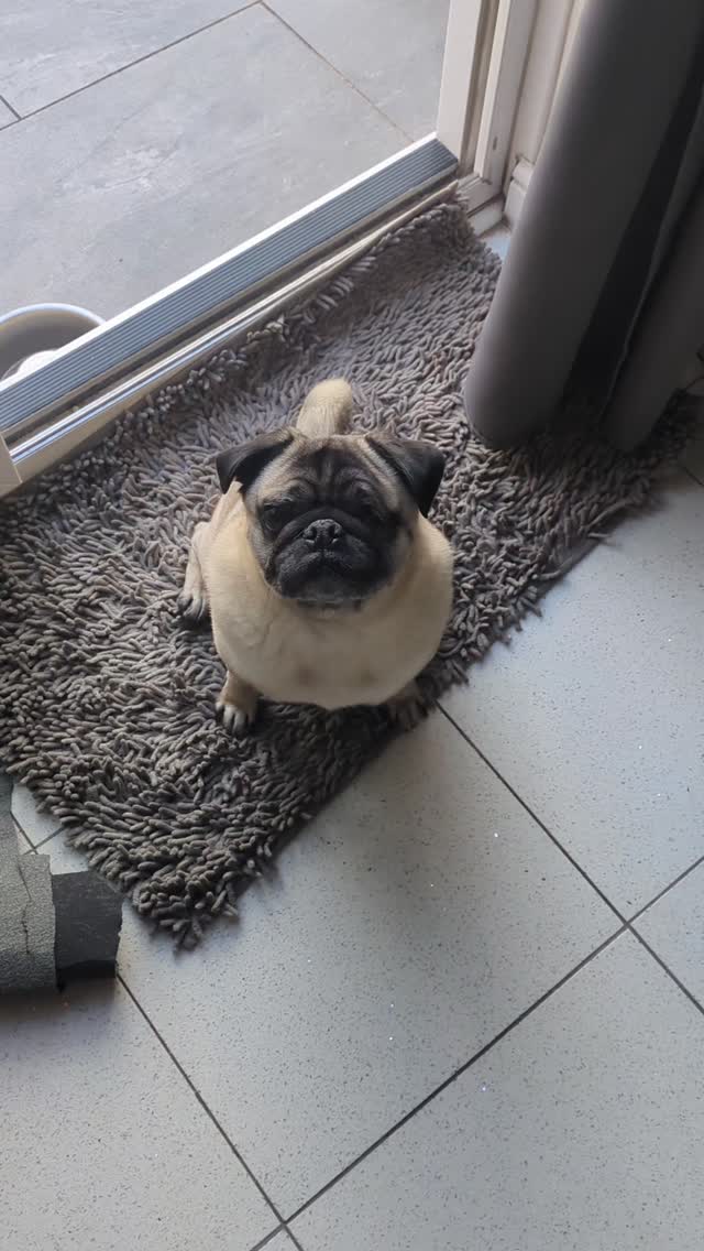 The evolution of dogs is FASCINATING.
Exhibit A) Suggs, a Pug.
Exhibit B) Dexter, a Czech wolf x German Shepherd x Alaskan Malamute.
#pugsofinstagram #wolfdog #evolution
