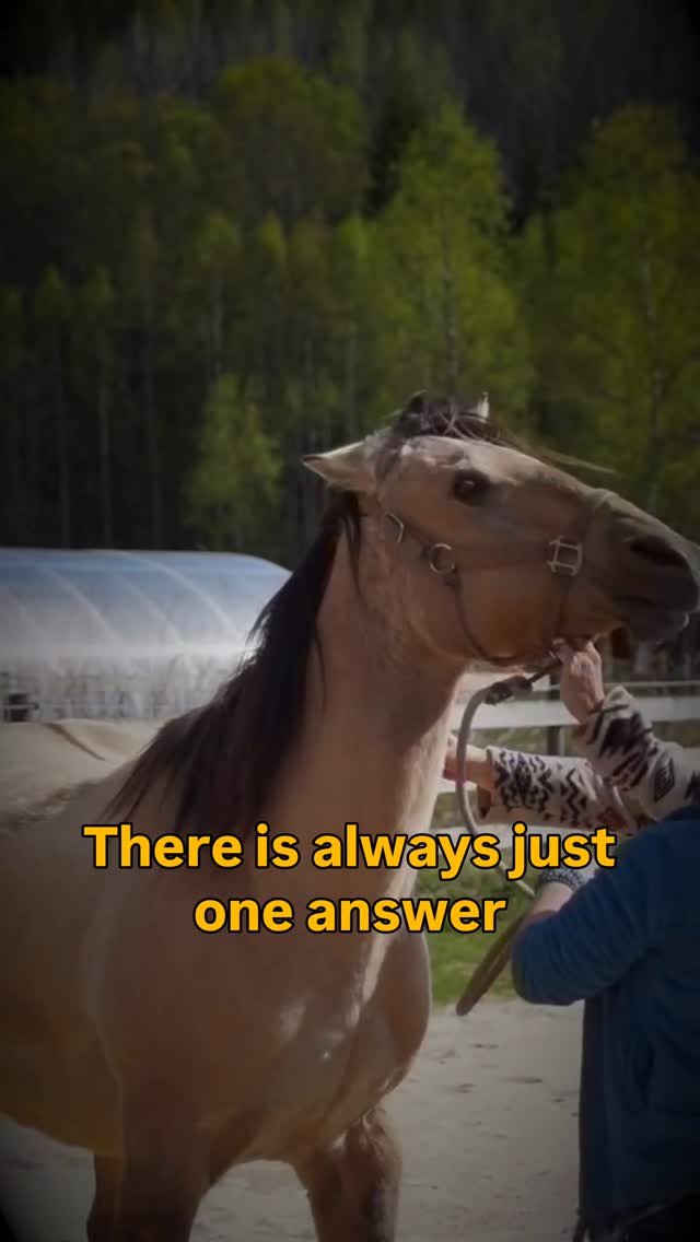 Every horse deserves to be understood. And with everything they face in domesticated life, they need support and help to flourish, to recover and to life a happy healthy life.
Do you want to learn how to help horses? Follow our courses or become a certified practitioner ☺️🙏