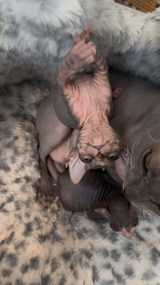 One minute mom is everything. Hit three weeks and autonomy starts 🤪
#donskoy #donskoykitten #hairlesskitten #catsofinstagram #kittenlife