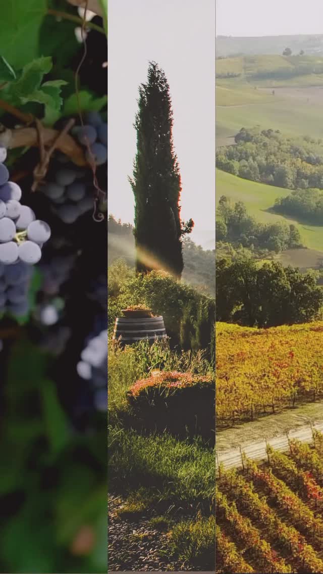 Vini selezionati con gusto, pensati per lasciare il segno.
Contattaci per una selezione su misura🍇