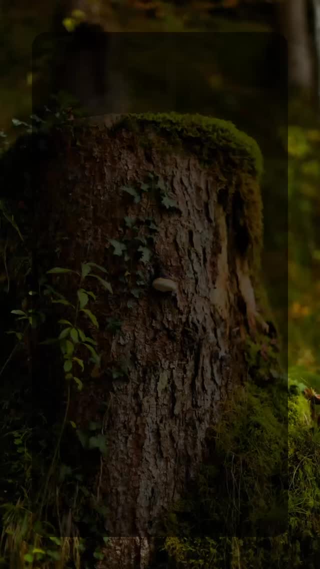Forest therapy isn’t a hike. There’s no distance to cover.
It isn’t a lesson. There’s nothing to learn or get right.
It isn’t about clearing your mind.
It’s simply a different way of being outside, a little slower, a little more attentive.
And whatever happens, happens.
#foresttherapyguide
