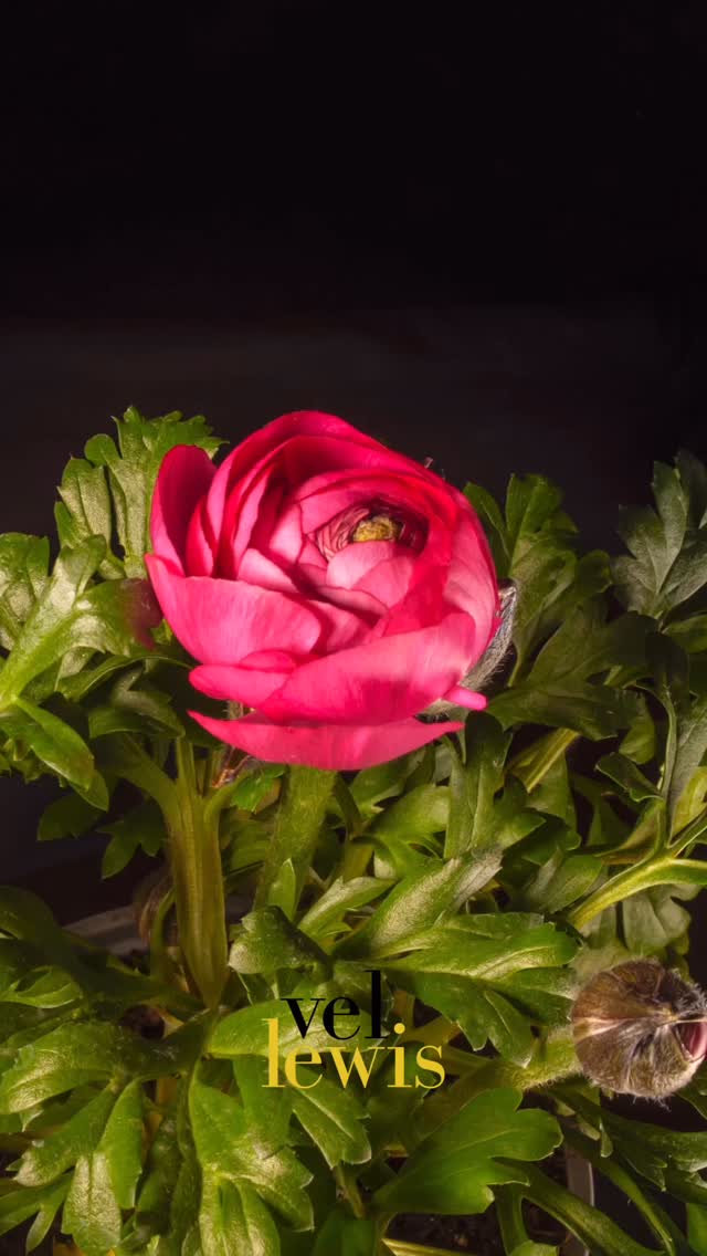 To all the moms today: may you all enjoy the love, peace, and blessings that you deserve for being special women to so many families 🌹
Para todas as mães neste dia: que todas vocês desfrutem do amor, da paz e das bênçãos que merecem por serem mulheres especiais para tantas famílias ❤️
Follow Vel Lewis Music for more!
#VelLewisMusic #jazz #hammondorgan #hamfam #organ #music #happymothersday #felizdiadasmaes #mom #mae #songformylove