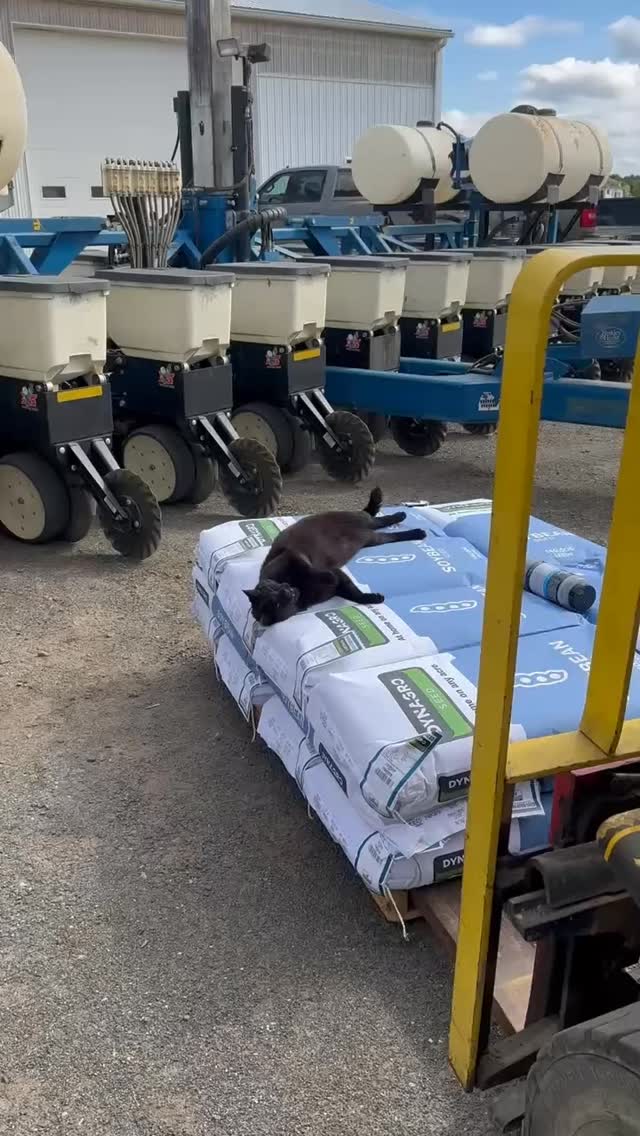 Everyone else is working… and then there’s this guy.
#BarnCat #FarmCat #FarmLife #RedWagonFarmNJ
#CatSupervisor