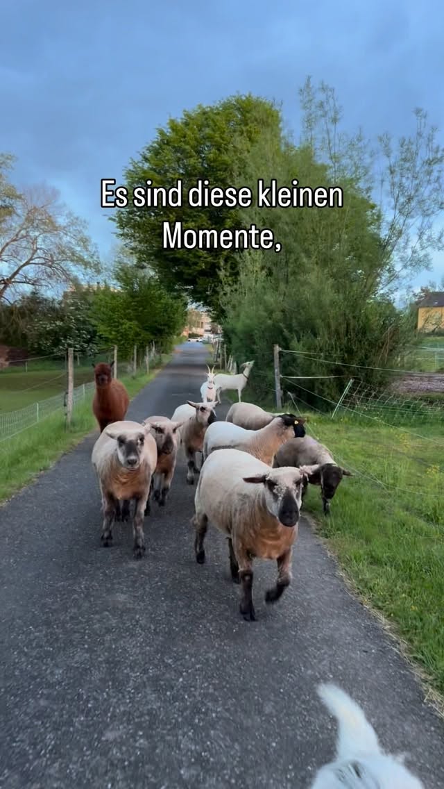 Kleine Momente ♥️
#lebenshof #tierliebe #lebensweisheit #glücksmomente