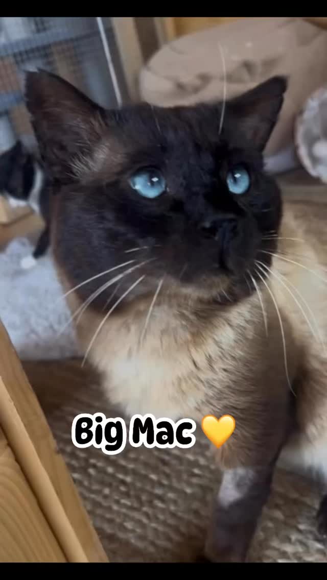 Het gaat heel goed met Big Mac. Hij springt weer moeiteloos in de klimpalen en heeft zijn evenwicht volledig teruggevonden. De wond van de amputatie is mooi genezen en het lijkt erop dat hij geen pijn meer heeft.
Hoe groot hij ook is, Big Mac is ontzettend bescheiden en ongelooflijk lief voor alle andere poezen en katten. Met zijn prachtigste blauwe ogen verovert hij ieders hart. Naar vreemde mensen toe is hij nog wel angstig maar ook dat zal met tijd beter gaan.
Big Mac laat zien over hoeveel veerkracht en aanpassingsvermogen een dier kan beschikken. Een bewonderenswaardige ( letterlijk heel grote) goedzak.