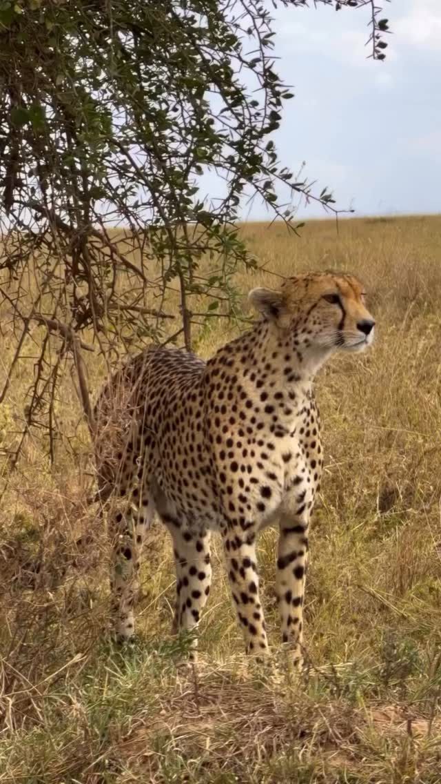 Beauty of the Wild: Cheetah Safari Experience
A peaceful moment in Tanzania — a calm and watchful Cheetah resting in the open plains.
Even at rest, the cheetah shows elegance, focus, and the beauty of Africa’s wildlife. Watching this incredible predator quietly observe its surroundings is a special safari experience.
Seen in places like Serengeti National Park, these calm moments are just as unforgettable as the chase.
✨ Experience the beauty of Tanzania safari!
📲 https://wa.me/255744391567
🌍 http://www.meilleurtours.com
#MeilleurTours #TanzaniaSafari #WildlifeExperience #AfricanSafari #ExploreTanzania