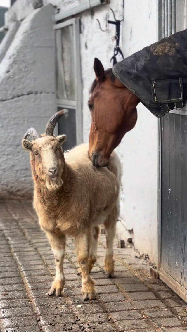 Splendid Fellow and Harvey (+Heidi)๐ซถ๐ผ