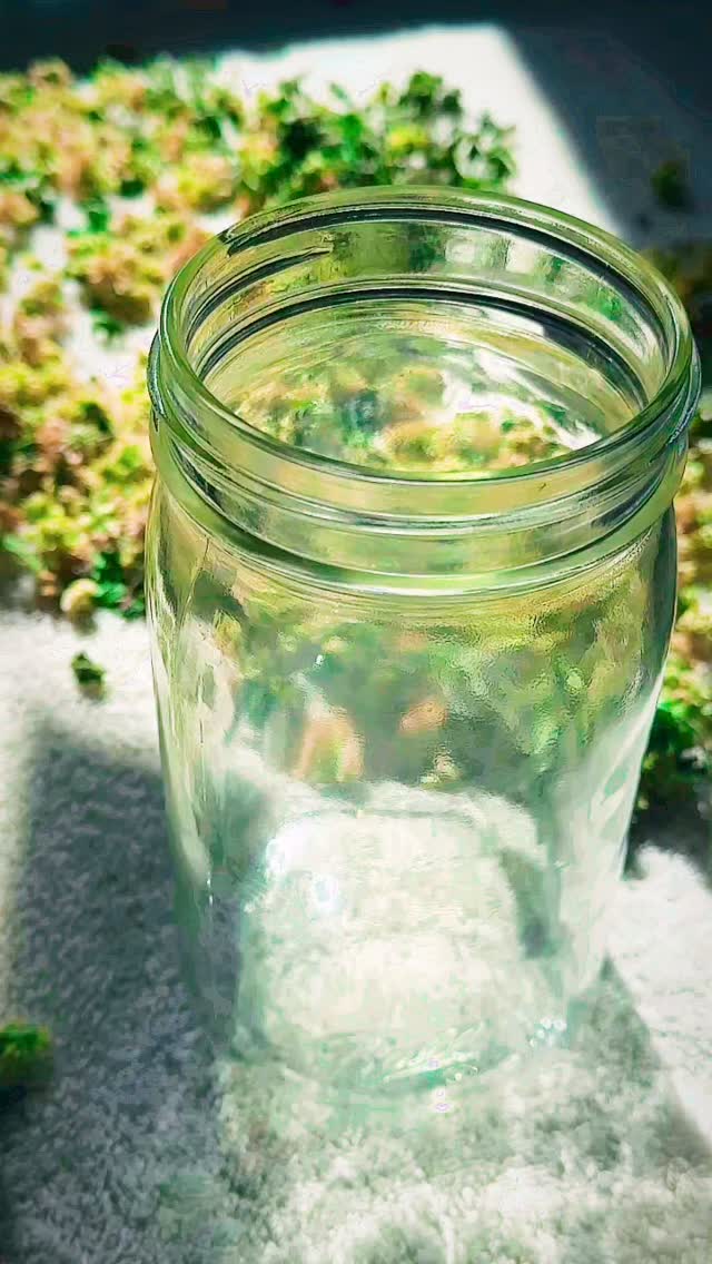 🌿🫙✨ Happy Thursday! 🌱 Beautiful backyard botanicals slowly infusing in organic, 100% pure extra-virgin fresh cold-pressed olive oil here @apothecary.addict ✨🫙🌿
Ground ivy, white clover, and mock strawberry leaves steeping together under the spring sun — the first step toward a deeply nourishing backyard herbal salve. 🌼🍃🌞
The garden always knows what season we’re in. And I always love myself some morning light on a fresh infusion. How about you?
👋☀️🌿🫙⚗️🤍
#Herbalism #Wildcrafting #PlantMedicine #GardenMagic #OliveOilInfusion