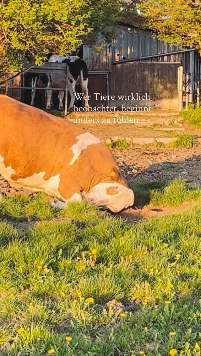 Mit Erde auf dem Fell und Freude im Herzen ❤️
Alonja scharrt den Boden auf, wirft die Erde durch die Luft und genießt diesen Augenblick mit jeder Faser ihres Seins.
Ist vielleicht genau dass, dieses EINFACH SEIN zu dürfen?
Es sind diese kleine Szenen, die zeigen, wer diese Tiere wirklich sind.
Nicht "Nutztiere".
Sondern fühlende Lebewesen mit Freude, Neugier und einer ganz eigenen Art, das Leben zu leben.
Vielleicht sollten wir sie öfters mal beobachten und lernen wie man Glück im Moment findet ❤️
Wer unsere noch patenlose Alonja unterstützen möchte, findet alle Infos zur Patenschaft auf unserer Homepage 🐮💚
Patenschaften sind ab 5,-€ monatlich möglich Den Link findet ihr oben ⬆️ in der BIO 🙏
#lebenshof #kuhklang #govegan #veganforanimals #glückimmoment