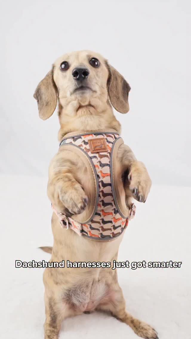 Dachshund harnesses just got smarter ✨ Introducing Doxie StepMag 🤎
✔ Quiet magnetic buckles
✔ Step-in design
✔ Easy on & off
✔ Escape artist approved
Made for long little bodies 🌭
Launching this Sunday at 6PM 🚀
What’s the biggest struggle you’ve had finding the right harness for your dachshund? 🤨
#dachshundsofinstagram #dogharness #dachshundharness #sausagedogofinstagram #puppyreels