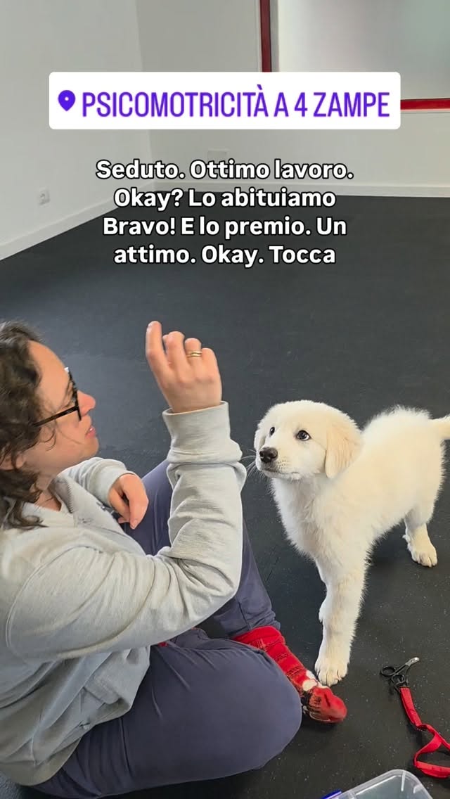 Il rumore del tagliaunghie, una spazzola, un asciugamano sulle zampe…
Tutte cose che possono diventare stressanti se il cane non viene abituato. Da piccolo è molto più facile. 🩵
Nel video vedete Chopin, un cucciolo maremmano di 2 mesi e mezzo, mentre lo abituo con calma al contatto e al rumore del tagliaunghie, usando premi e creando un’associazione positiva.
Chopin ha due speroni in eccesso in ciascuna zampa posteriore, quindi durante la sua vita dovrà fare spesso il taglio delle unghie.
All’inizio non conta fare tutto subito.
Conta creare calma, fiducia e collaborazione, senza costringere il cane.
❓E il tuo cane si fa spazzolare, tagliare le unghie e pulire le orecchie, senza stress?
#psicomotricitàa4zampe #educazionecinofila #benesseredelcane #cuccioli #canirimini