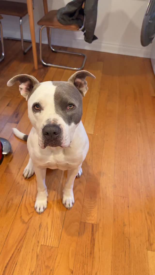 Dog omelets are easy to make. No more than once or twice a week and get those calcium levels checked regularly cause too much is no Bueno.
#dogs #dogfood #rawdogfooddiet