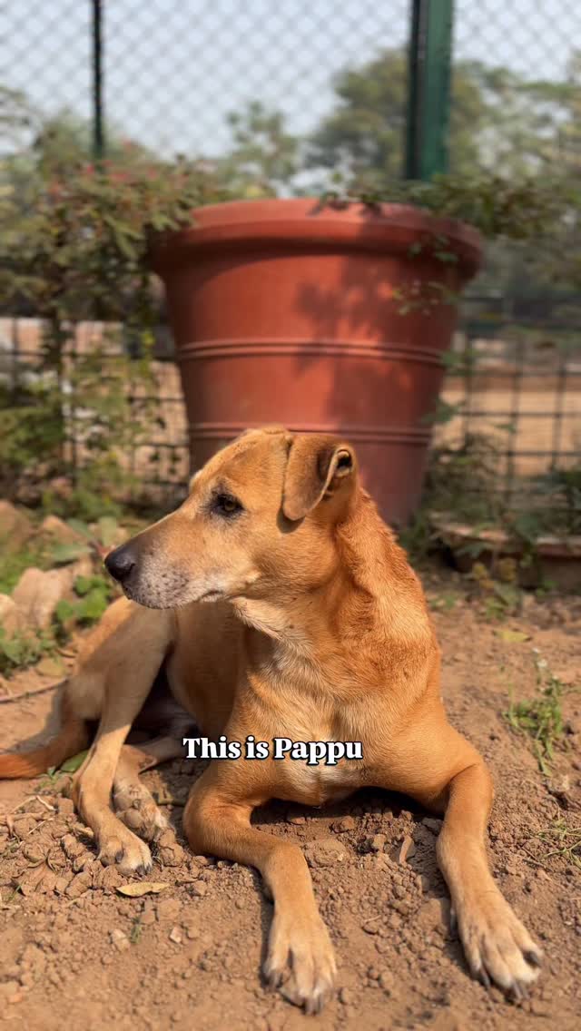 Pappu walks with a limp now.
An old accident changed the way he moves through the world, but not the way he loves.
He follows people around the sanctuary quietly, stays gentle with every animal he meets, and somehow still chooses softness after everything he has been through.
Maybe feeling safe for the first time changed him.