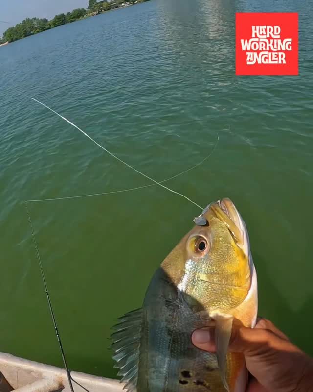 bass anglers are creeps. #hardworkingangler #peacockbassfishingguidemalaysia #visitmalaysia #fishing #peacockbass