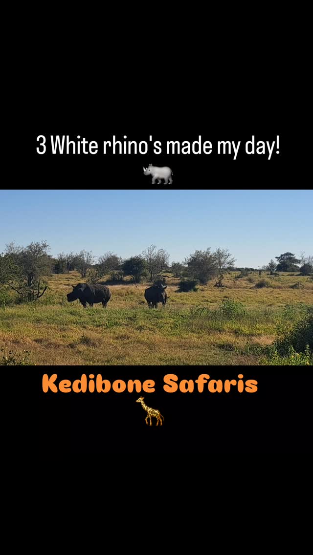 3 White rhino's made our safari day extraordinary! π¦ππ¦
#kedibonesafarifamily
#krugernationalpark
#nature
#gamedrives
#rhino