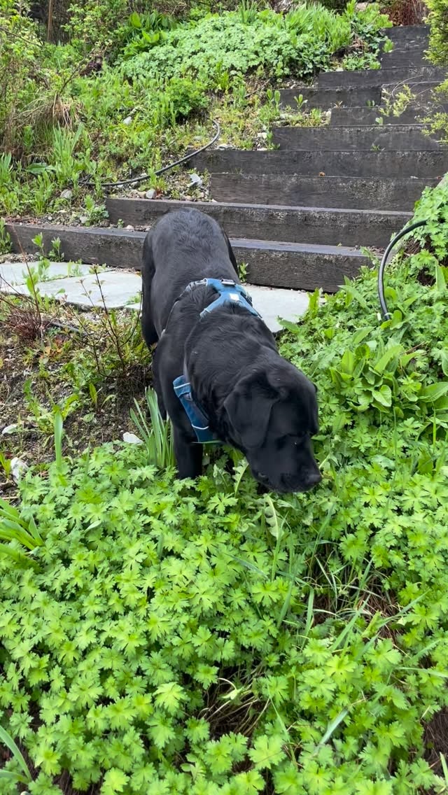 New employee is going to take some extra training
#nendaz #landscapegardener #valais #gardening #emploipaysagiste